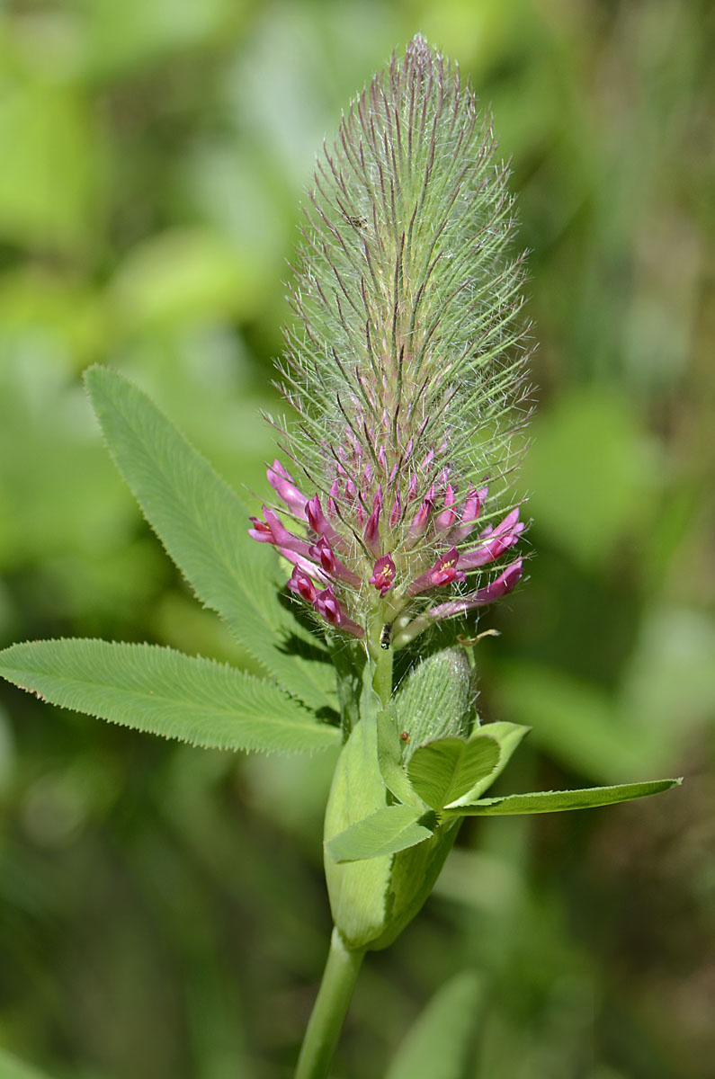 Trifolium rubens / Trifoglio rosseggiante